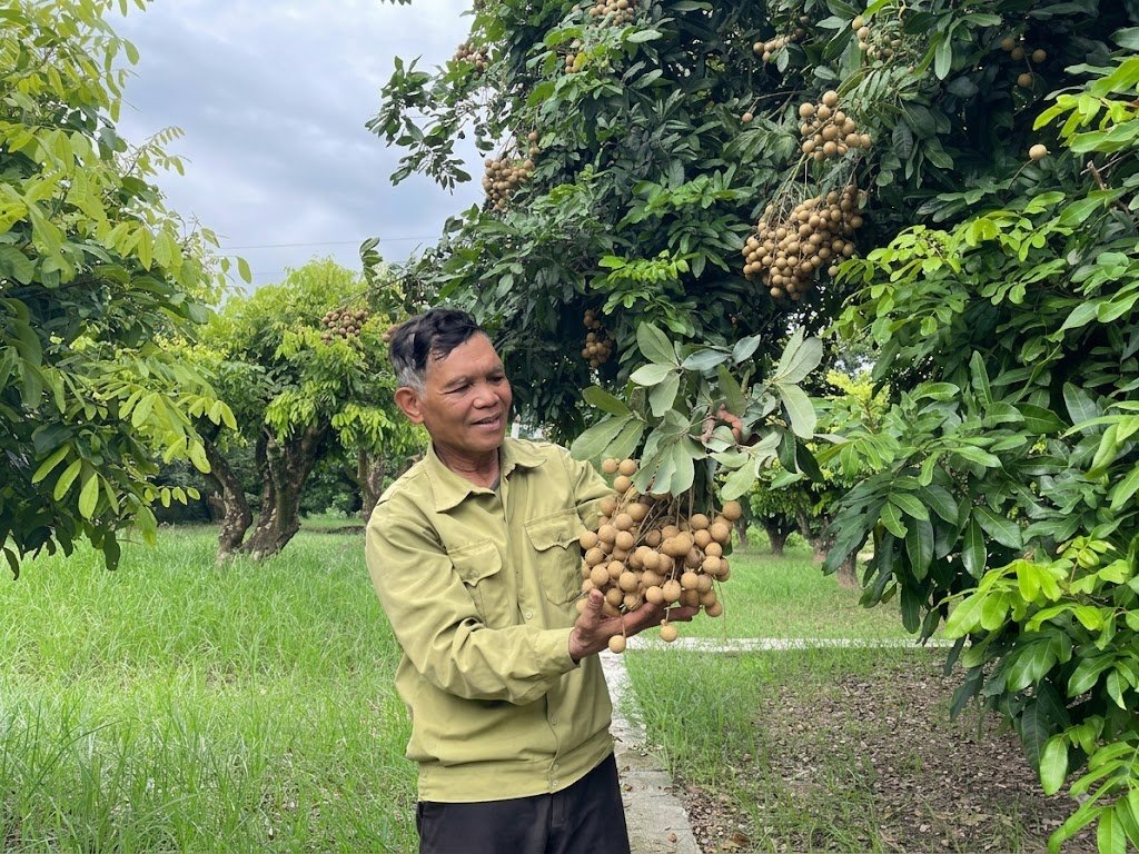 Ông Bùi Xuân Tám, thôn Nễ Châu, xã Tân Hưng trồng hơn 100 gốc nhãn cùi cổ. Ảnh: baohungyen.vn Ông Bùi Xuân Tám, thôn Nễ Châu, xã Tân Hưng trồng hơn 100 gốc nhãn cùi cổ. Ảnh: baohungyen.vn