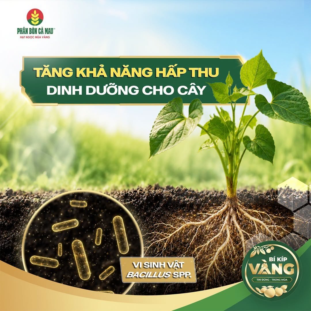 Vi sinh vật Bacillus SPP gi&uacute;p tăng khả năng hấp thu chất dinh dưỡng cho c&acirc;y trồng