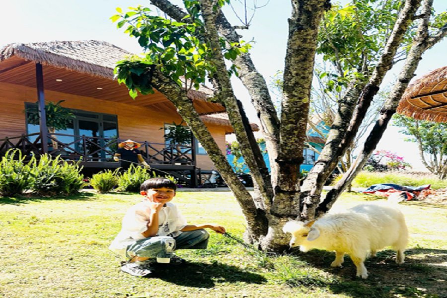 Du kh&aacute;ch c&oacute; thể tiếp x&uacute;c gần gũi với c&aacute;c lo&agrave;i vật như cừu, d&ecirc;, chim, thi&ecirc;n nga trong m&ocirc;i trường nu&ocirc;i dưỡng th&acirc;n thiện.