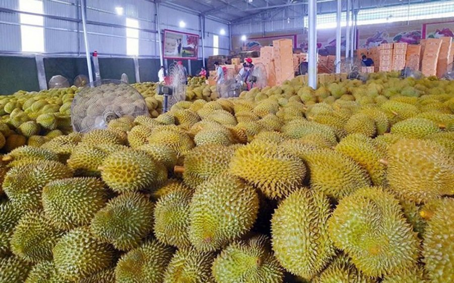 Gi&aacute; sầu ri&ecirc;ng h&ocirc;m nay 12/8: Ph&acirc;n ho&aacute; theo v&ugrave;ng