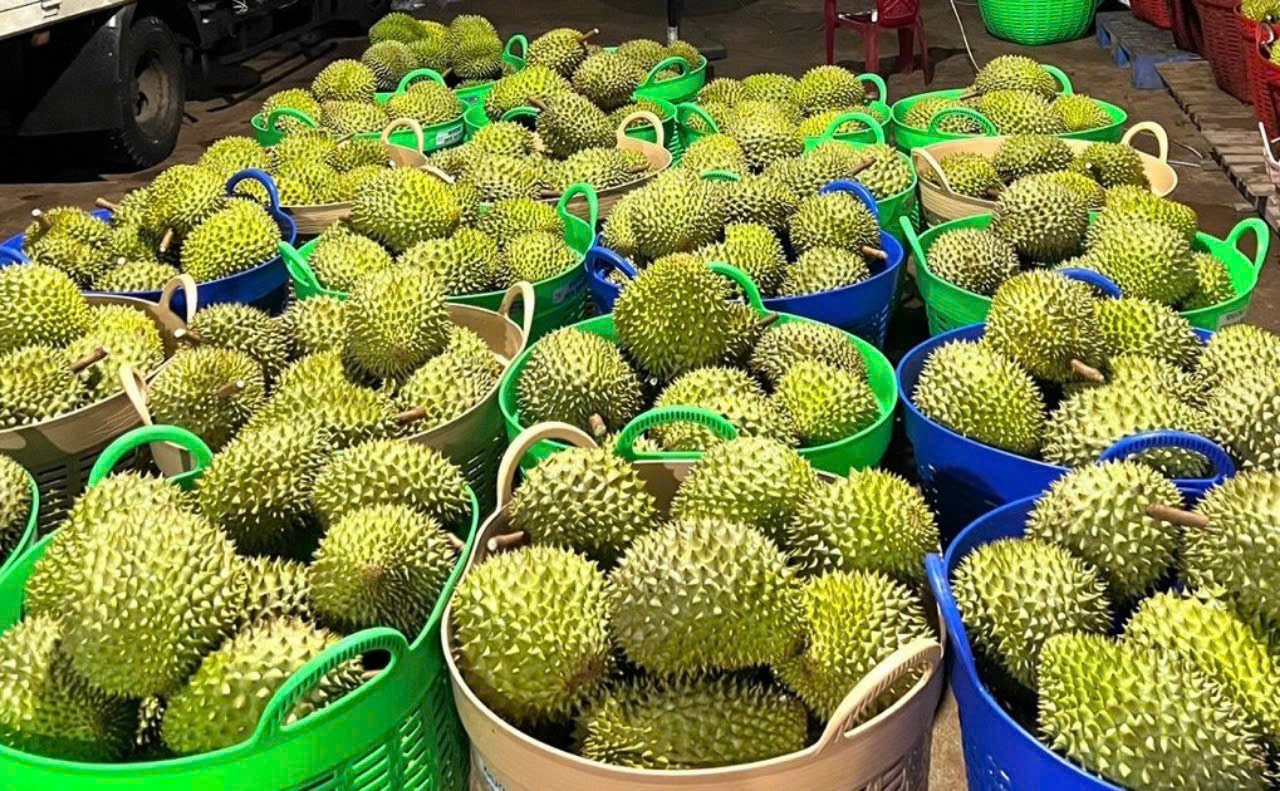 Gi&aacute; sầu ri&ecirc;ng h&ocirc;m nay 14/8: Cao nhất 85.000 đồng/kg