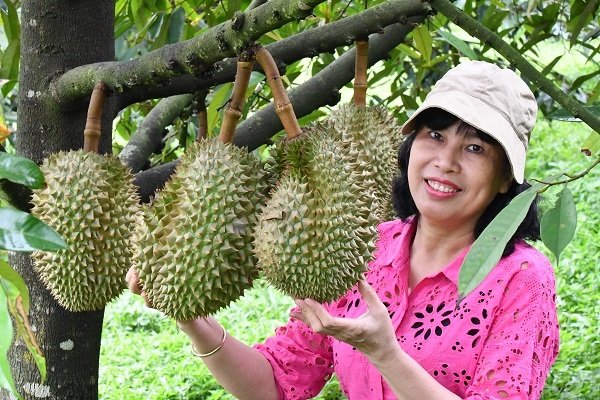 Sầu Riêng Đông Khánh Sơn làm say long du khách Sầu Riêng Đông Khánh Sơn làm say long du khách
