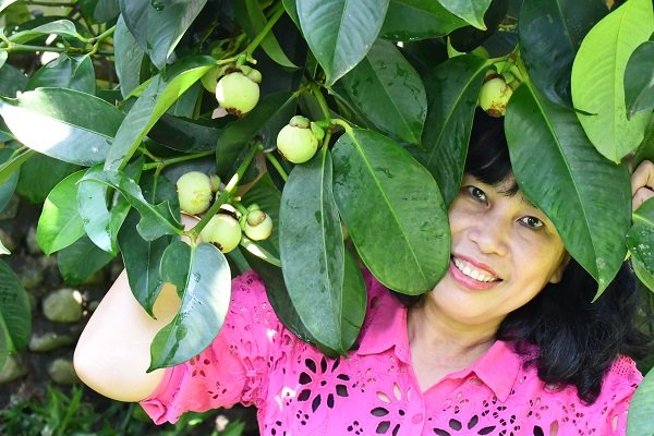 Măng Cụt trồng tại xã Đông Khánh Sơn Măng Cụt trồng tại xã Đông Khánh Sơn