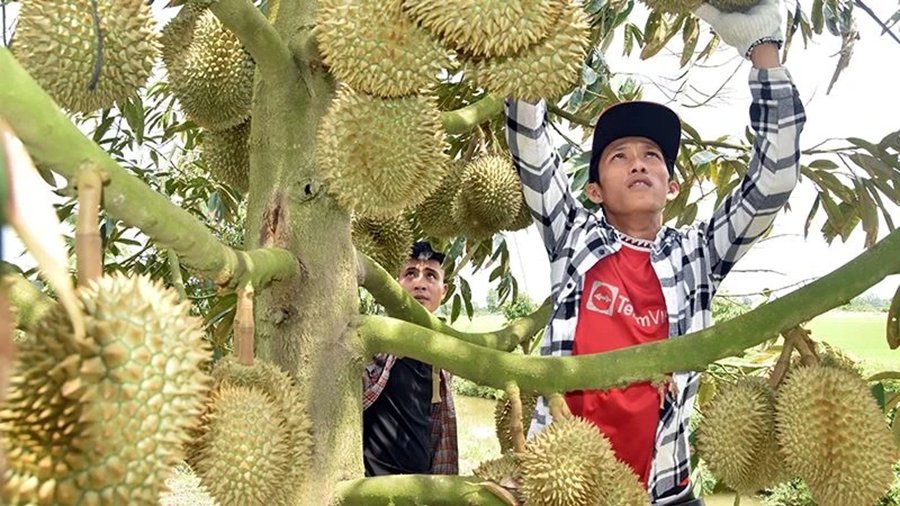 M&atilde; số v&ugrave;ng trồng v&agrave; m&atilde; số cơ sở đ&oacute;ng g&oacute;i l&agrave; những mắt x&iacute;ch quan trọng trong truy xuất nguồn gốc, kiểm so&aacute;t chất lượng v&agrave; bảo đảm uy t&iacute;n n&ocirc;ng sản Việt Nam tr&ecirc;n thị trường xuất khẩu. Ảnh Nh&acirc;n D&acirc;n