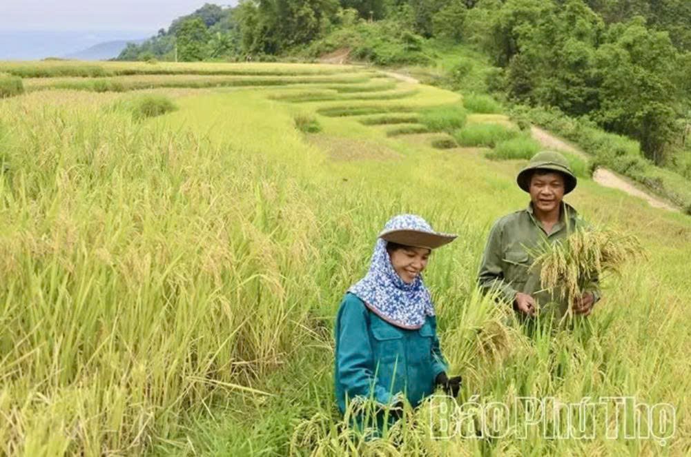 Đặc sản gạo nếp Trứng Khe đạt chuẩn OCOP 3 sao được sản xuất ở những khu ruộng bậc thang 1 vụ, có nguồn nước lạnh tự nhiên và đất giàu khoáng chất của vùng Miền Đồi - xã Thượng Cốc. Đặc sản gạo nếp Trứng Khe đạt chuẩn OCOP 3 sao được sản xuất ở những khu ruộng bậc thang 1 vụ, có nguồn nước lạnh tự nhiên và đất giàu khoáng chất của vùng Miền Đồi - xã Thượng Cốc.