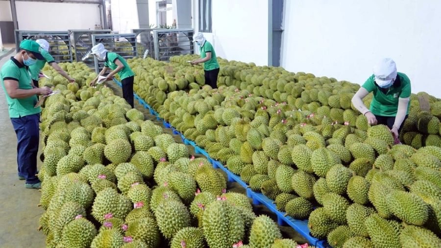 Gi&aacute; sầu ri&ecirc;ng h&ocirc;m nay 18/8: Thị trường ổn định