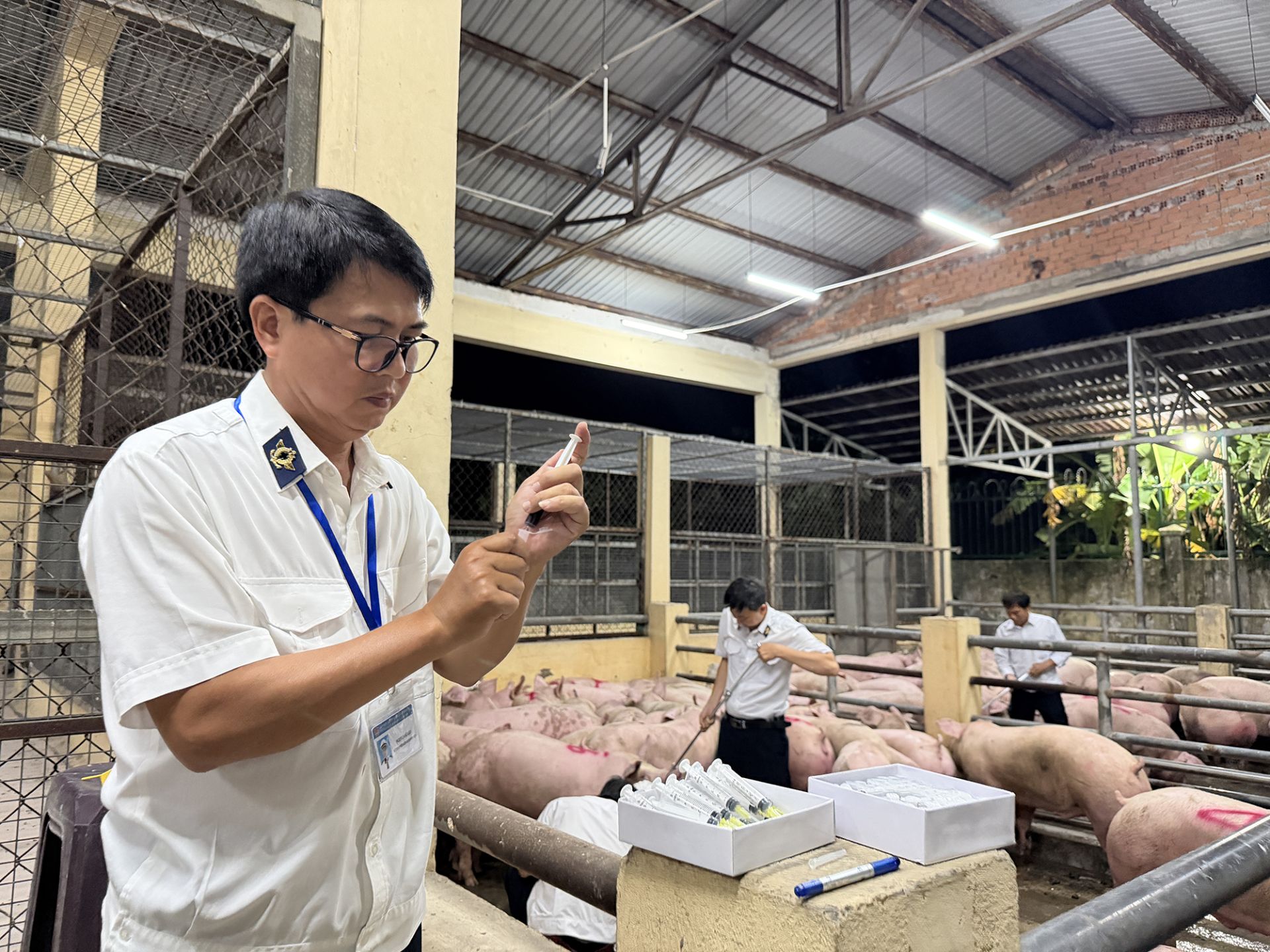 C&aacute;n bộ th&uacute; y TP.HCM lấy mẫu x&eacute;t nghiệm với c&aacute;c l&ocirc; heo nghi nhiễm chất cấm.