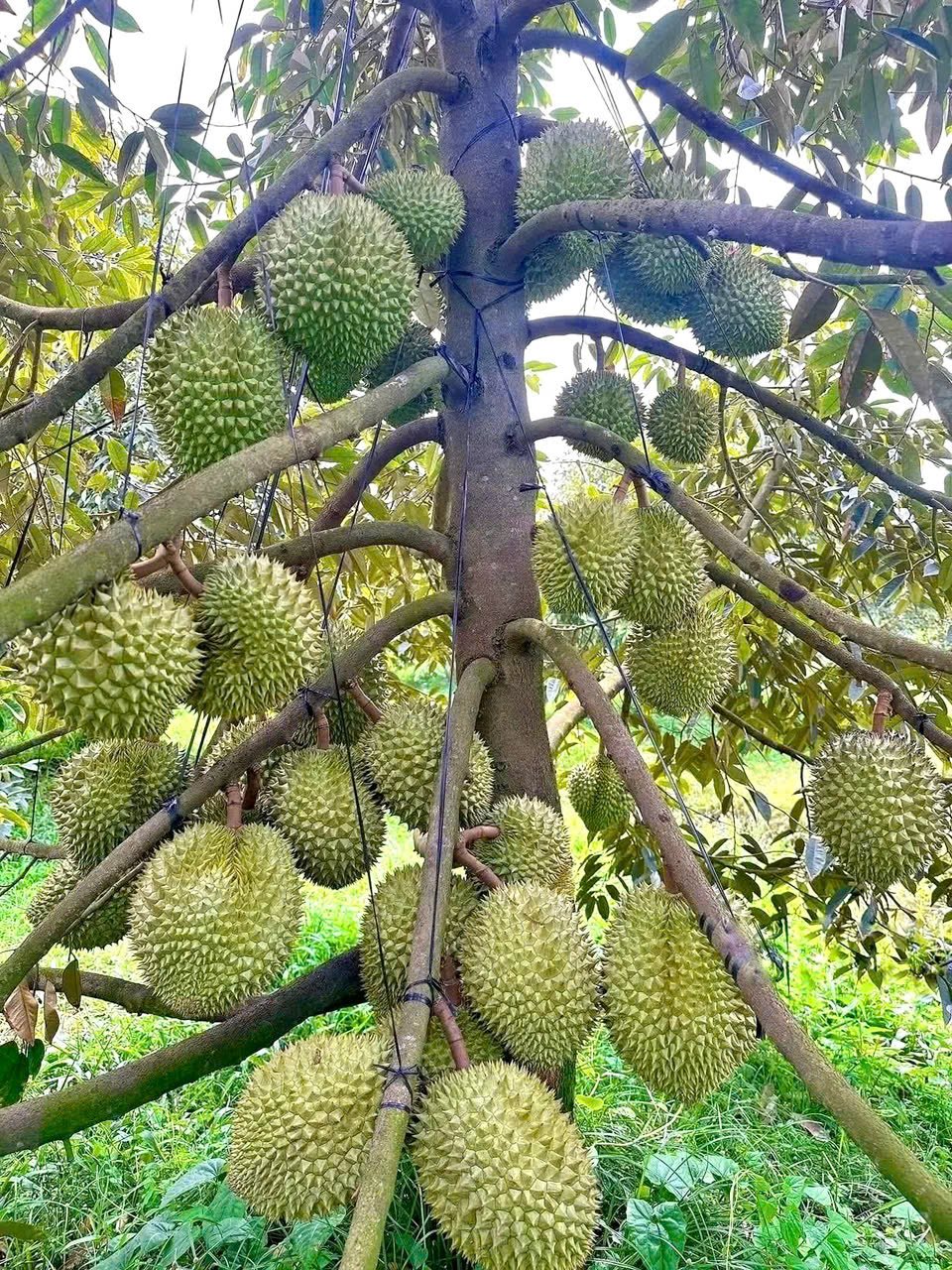 Giá sầu riêng hôm nay 19/8: Thị trường phân hoá Giá sầu riêng hôm nay 19/8: Thị trường phân hoá