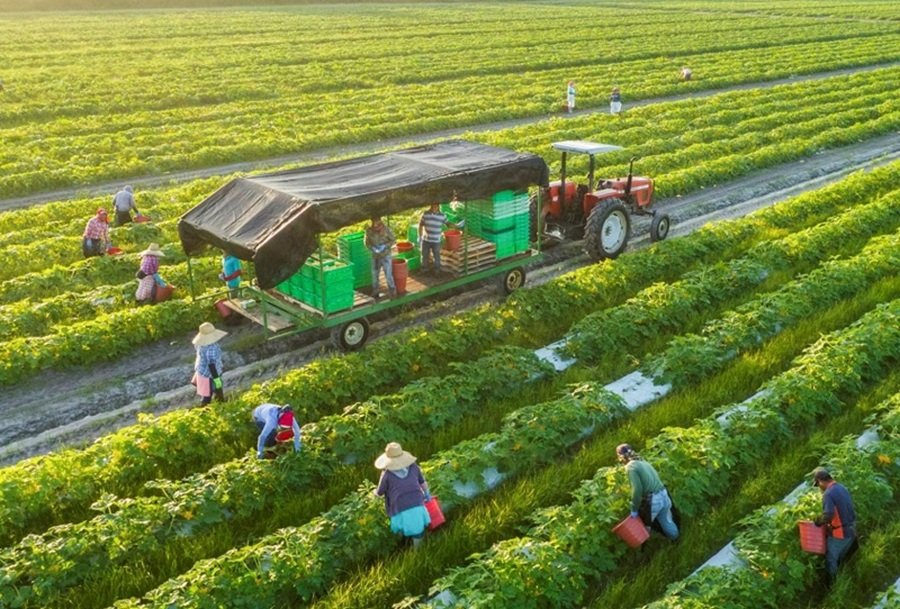Cắt giảm điều kiện kinh doanh trong lĩnh vực nông nghiệp đặt ra yêu cầu tăng cường hậu kiểm, truy xuất nguồn gốc và kiểm soát chất lượng vật tư đầu vào, nhằm bảo vệ người sản xuất và người tiêu dùng. Ảnh minh họa Cắt giảm điều kiện kinh doanh trong lĩnh vực nông nghiệp đặt ra yêu cầu tăng cường hậu kiểm, truy xuất nguồn gốc và kiểm soát chất lượng vật tư đầu vào, nhằm bảo vệ người sản xuất và người tiêu dùng. Ảnh minh họa