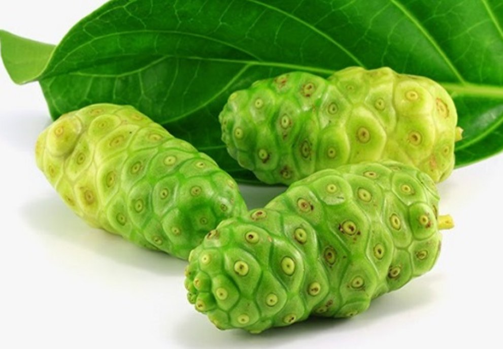 Cao Nhàu giúp giảm tình trạng ngứa do mề đay, dị ứng Cao Nhàu giúp giảm tình trạng ngứa do mề đay, dị ứng