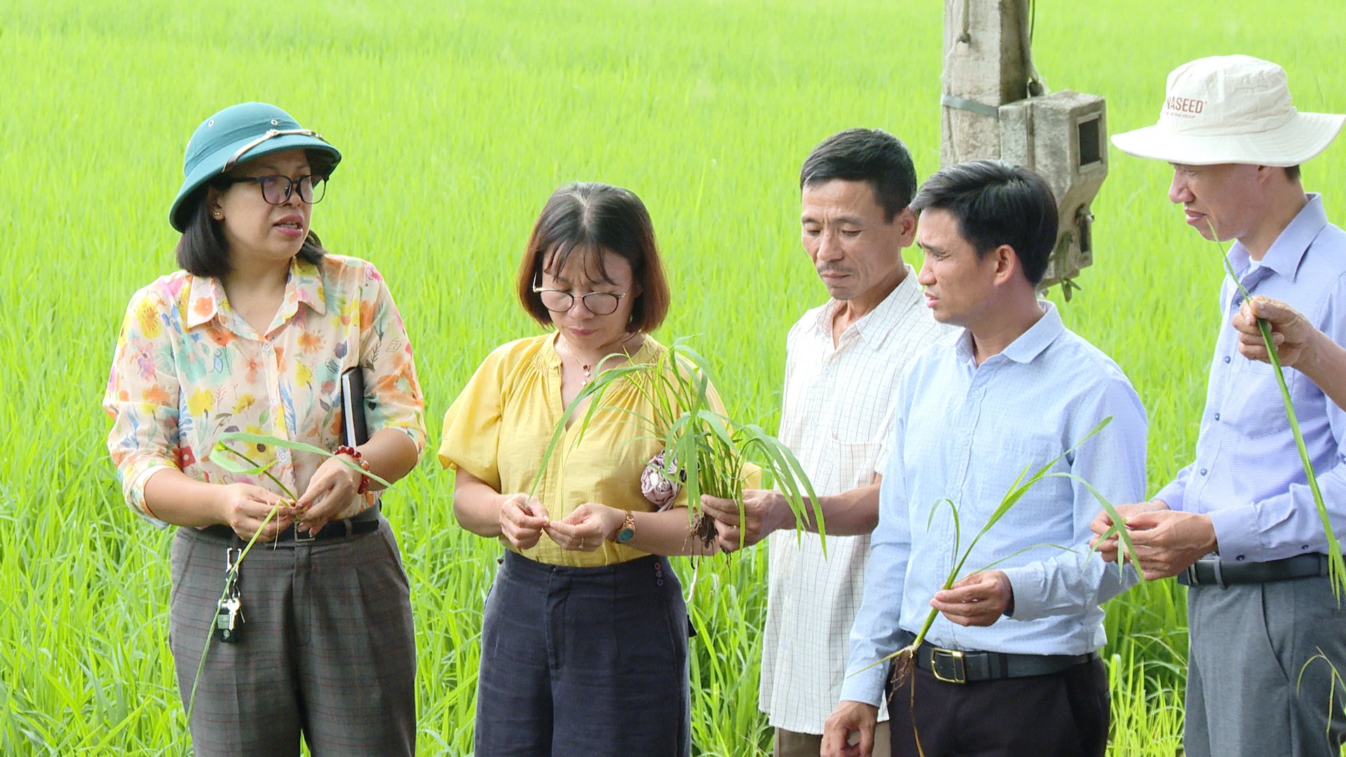 rung t&acirc;m Khuyến n&ocirc;ng H&agrave; Nội c&ugrave;ng c&aacute;c đơn vị kiểm tra thực tế m&ocirc; h&igrave;nh ứng dụng mạ khay, cấy m&aacute;y trong sản xuất l&uacute;a vụ m&ugrave;a năm 2026 tại x&atilde; Đại Xuy&ecirc;n.