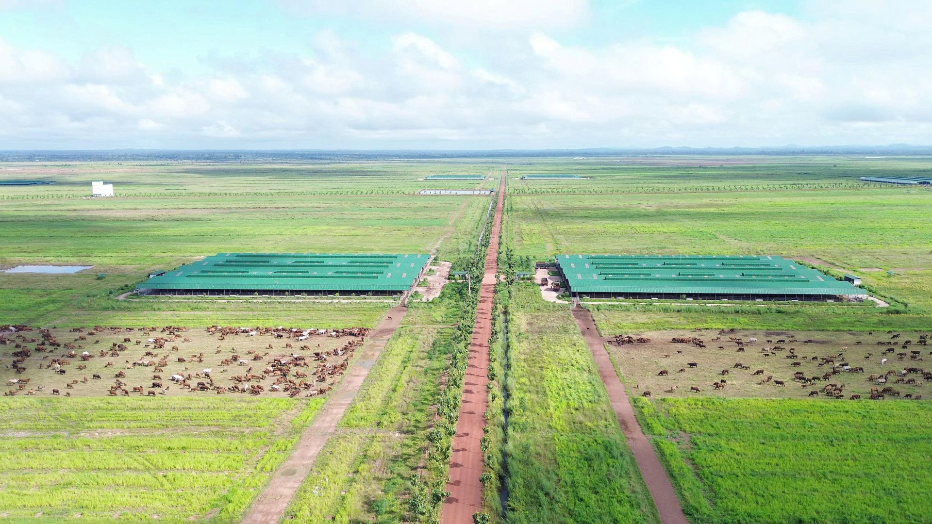 To&agrave;n cảnh X&iacute; nghiệp chăn nu&ocirc;i b&ograve; sinh sản