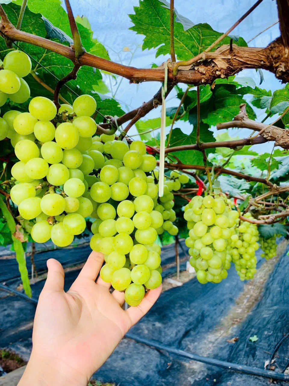 Những chùm nho mẫu đơn Hàn Quốc được trồng tại nhà vườn Hữu Hùng, thôn Thanh Quang, xã An Khánh. Những chùm nho mẫu đơn Hàn Quốc được trồng tại nhà vườn Hữu Hùng, thôn Thanh Quang, xã An Khánh.