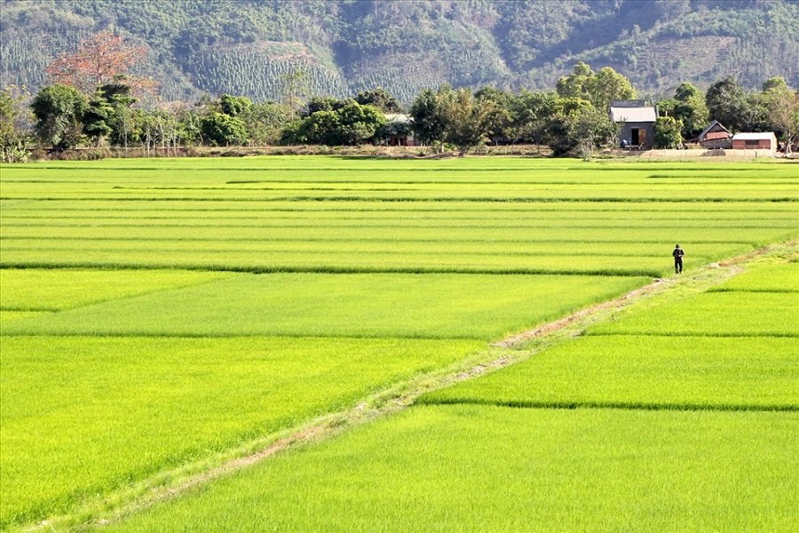 Đến với Buôn Choáh, du khách không chỉ ngắm cảnh mà còn được tham gia vào chuỗi hành trình trải nghiệm nông nghiệp lý thú. Đến với Buôn Choáh, du khách không chỉ ngắm cảnh mà còn được tham gia vào chuỗi hành trình trải nghiệm nông nghiệp lý thú.