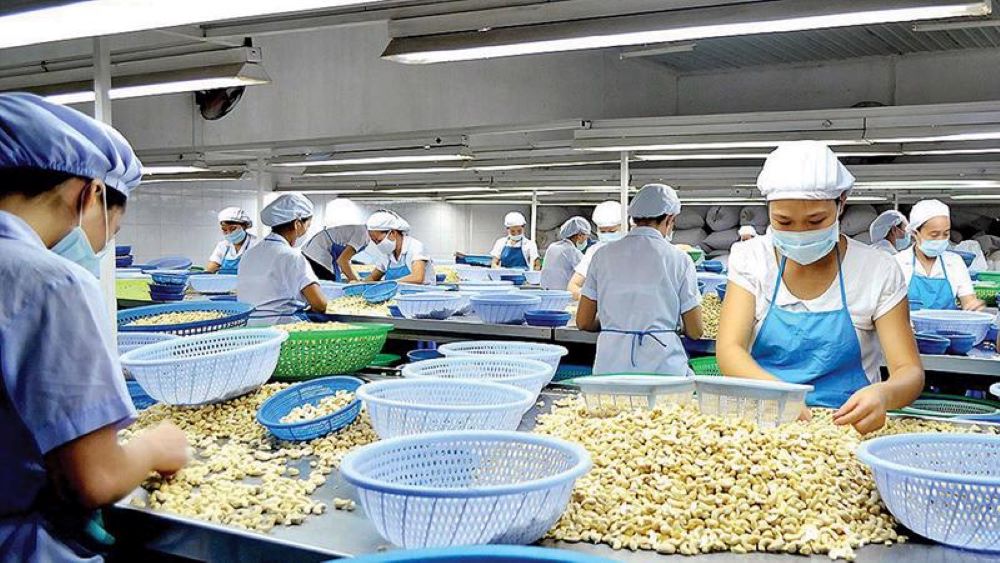Doanh nghiệp chế biến điều đang chịu sức &eacute;p từ chi ph&iacute; nguy&ecirc;n liệu tăng, trong khi nguồn cung điều th&ocirc; tr&ecirc;n thị trường quốc tế ng&agrave;y c&agrave;ng cạnh tranh.