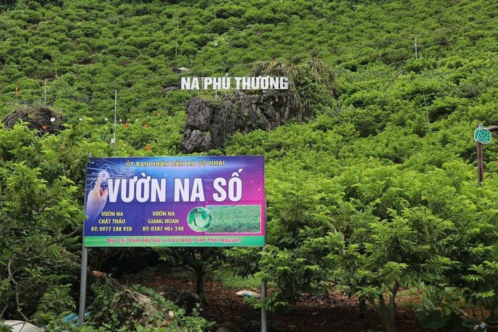 Mô hình “Vườn na số” tại xã Võ Nhai, tỉnh Thái Nguyên Mô hình “Vườn na số” tại xã Võ Nhai, tỉnh Thái Nguyên