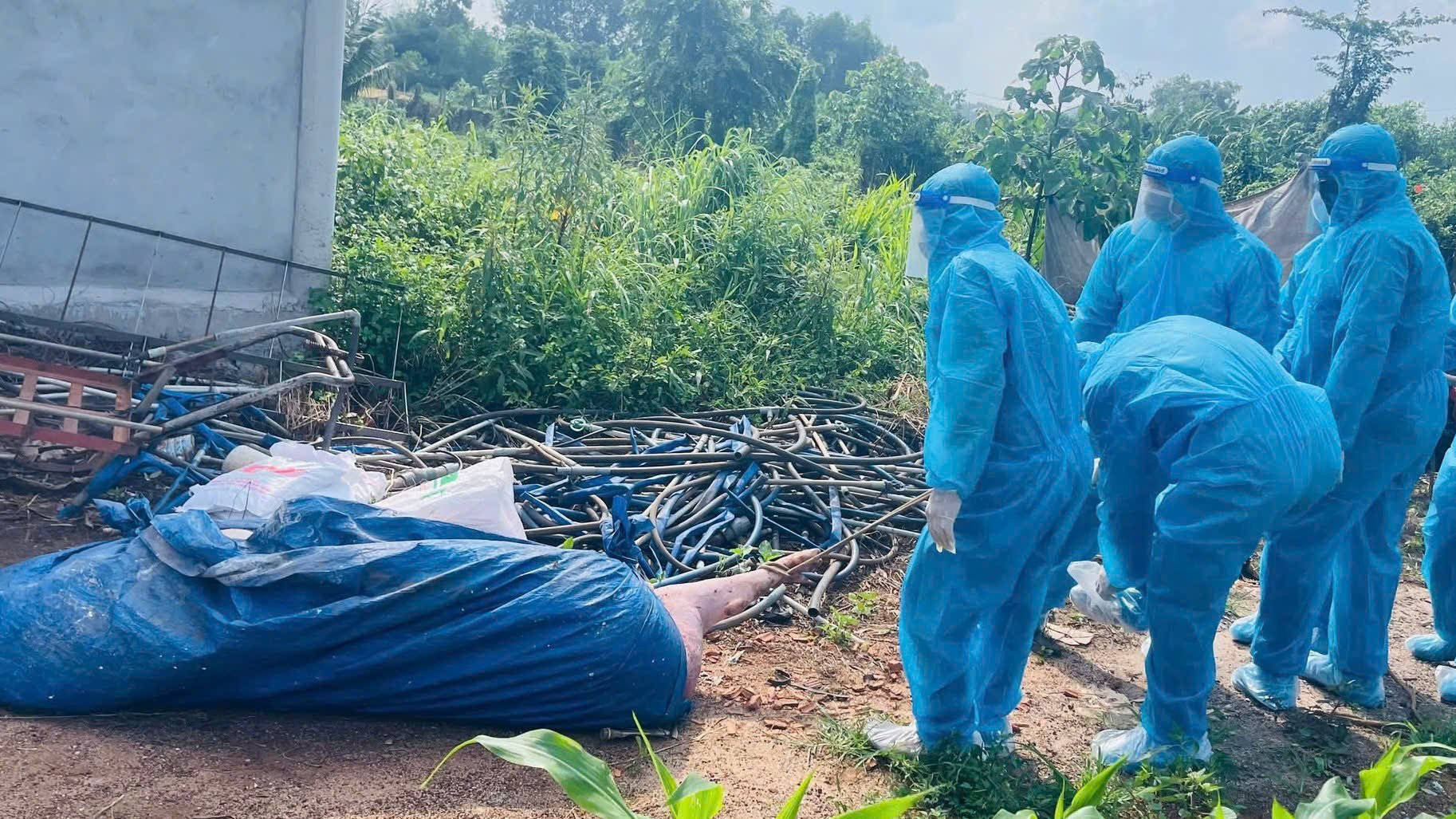 Đàn heo tại hộ chăn nuôi ở ấp Xuân Tân được tiêu hủy theo quy định sau khi có kết quả xét nghiệm dương tính với vi rút Dịch tả heo Châu Phi. Đàn heo tại hộ chăn nuôi ở ấp Xuân Tân được tiêu hủy theo quy định sau khi có kết quả xét nghiệm dương tính với vi rút Dịch tả heo Châu Phi.