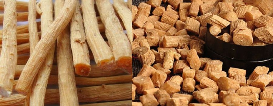 Rễ c&acirc;y ngưu tất