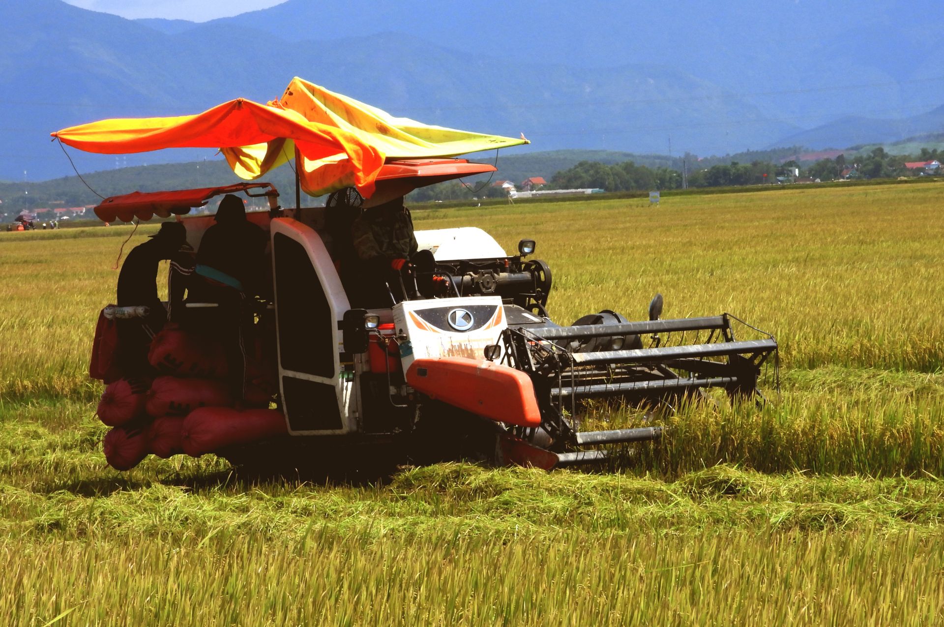 M&aacute;y gặt li&ecirc;n tục hoạt động tr&ecirc;n những c&aacute;nh đồng l&uacute;a ch&iacute;n