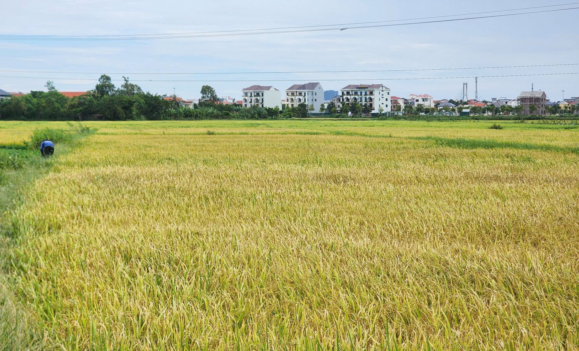 L&uacute;a ch&iacute;n tr&ecirc;n đồng l&uacute;a Quảng Trị