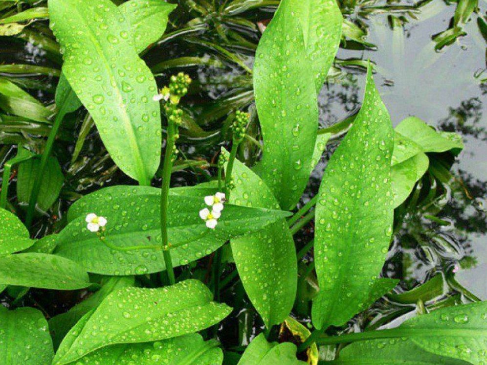 Sản phẩm thảo dược có thành phần chính trạch tả giúp kiểm soát acid uric ở người bệnh gút Sản phẩm thảo dược có thành phần chính trạch tả giúp kiểm soát acid uric ở người bệnh gút