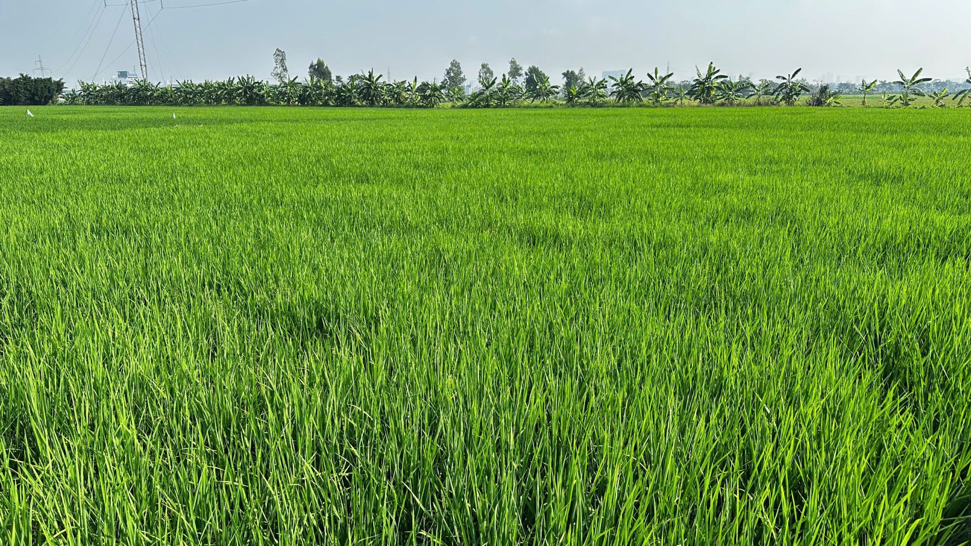 Lúa trà sớm vụ mùa tại Hà Nội đang bước vào giai đoạn làm đòng, cần chủ động theo dõi và phòng trừ bệnh bạc lá, đốm sọc vi khuẩn. Lúa trà sớm vụ mùa tại Hà Nội đang bước vào giai đoạn làm đòng, cần chủ động theo dõi và phòng trừ bệnh bạc lá, đốm sọc vi khuẩn.