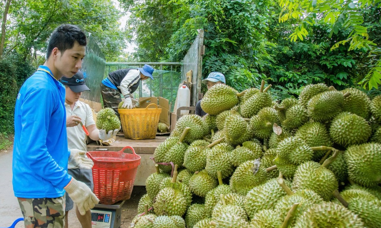 Hoạt động thu hoạch sầu ri&ecirc;ng của người d&acirc;n tỉnh Đắk Lắk . Ảnh: snnmt.daklak.gov.vn