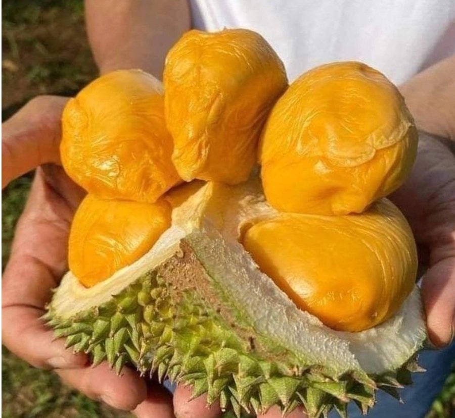 Gi&aacute; sầu ri&ecirc;ng h&ocirc;m nay 27/8: Sầu Th&aacute;i ở Gia Lai tăng