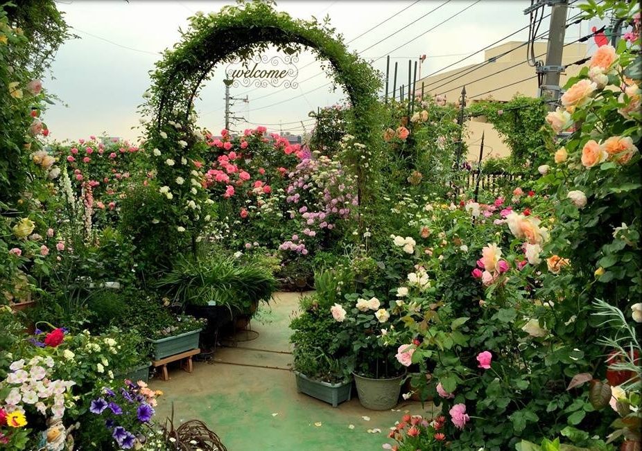 Trồng và chăm sóc hoa hồng đúng kỹ thuật giúp cây sinh trưởng khỏe, cho hoa đều, màu sắc đẹp và hạn chế sâu bệnh. Trồng và chăm sóc hoa hồng đúng kỹ thuật giúp cây sinh trưởng khỏe, cho hoa đều, màu sắc đẹp và hạn chế sâu bệnh.