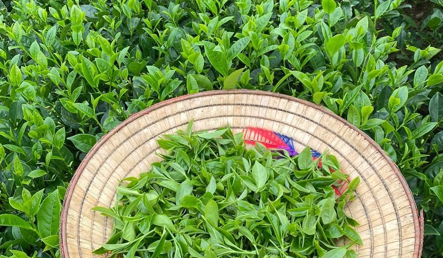 Chè Việt Nam đang đứng trước yêu cầu chuyển từ xuất khẩu theo sản lượng sang nâng cao giá trị thông qua chất lượng, chế biến và xây dựng thương hiệu. Ảnh chinhphu.vn Chè Việt Nam đang đứng trước yêu cầu chuyển từ xuất khẩu theo sản lượng sang nâng cao giá trị thông qua chất lượng, chế biến và xây dựng thương hiệu. Ảnh chinhphu.vn