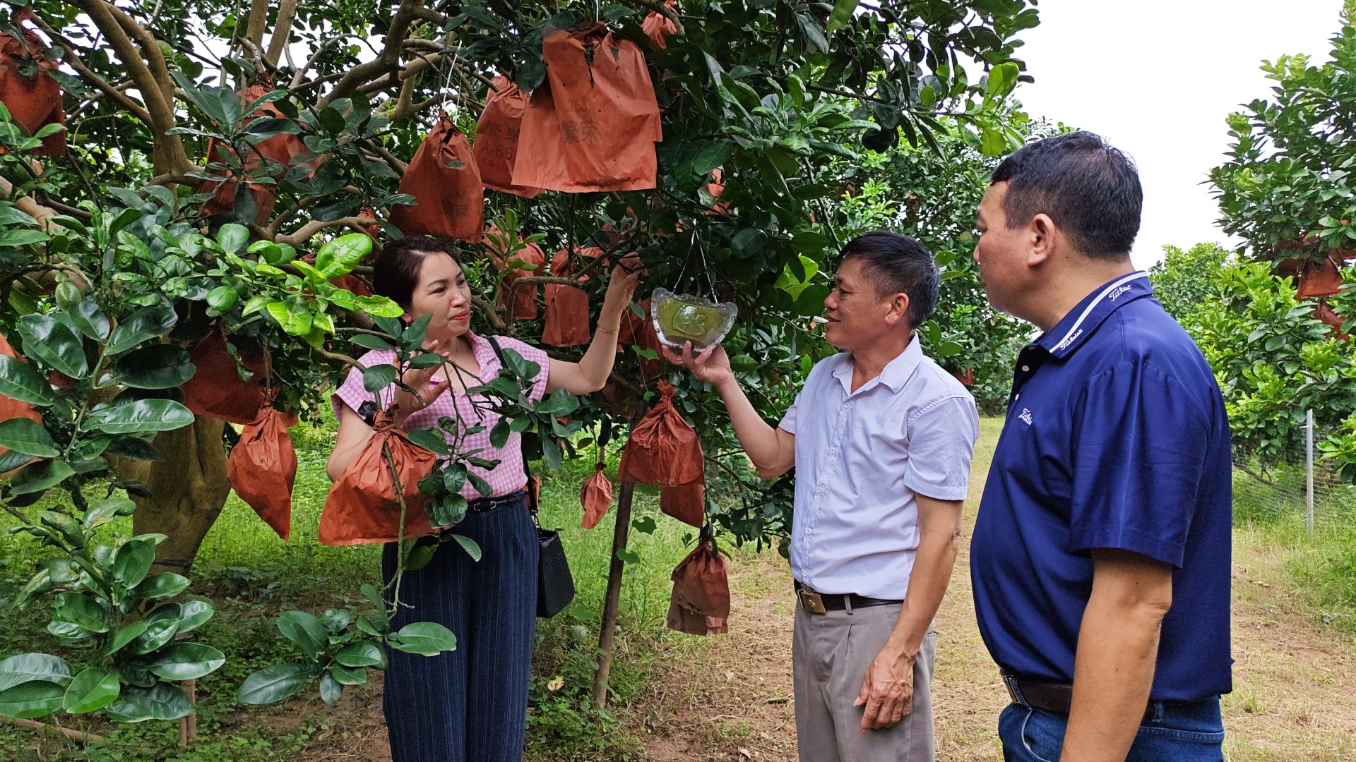 Giám đốc HTX bưởi đỏ Đông Cao Lương Văn Phương giới thiệu sản phẩm bưởi tạo hình chữ Phúc - Lộc - Thọ phục vụ thị trường Tết. Giám đốc HTX bưởi đỏ Đông Cao Lương Văn Phương giới thiệu sản phẩm bưởi tạo hình chữ Phúc - Lộc - Thọ phục vụ thị trường Tết.