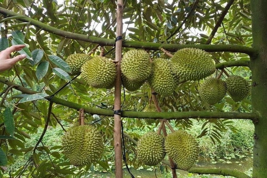 Việc được GACC ph&ecirc; duyệt m&atilde; số v&ugrave;ng trồng tạo th&ecirc;m điều kiện để sầu ri&ecirc;ng từ c&aacute;c v&ugrave;ng sản xuất đ&aacute;p ứng y&ecirc;u cầu tham gia chuỗi xuất khẩu sang Trung Quốc.