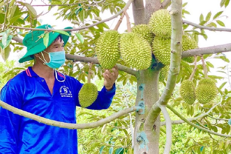 Tổng cục Hải quan Trung Quốc (GACC) ph&ecirc; duyệt 13 m&atilde; số v&ugrave;ng trồng sầu ri&ecirc;ng tr&ecirc;n địa b&agrave;n, với tổng diện t&iacute;ch 473,7 ha ở tỉnh L&acirc;m Đồng, phục vụ xuất khẩu sang thị trường Trung Quốc. (Ảnh: P.H)