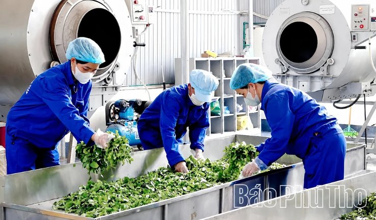 Chuẩn bị nguy&ecirc;n liệu để sao ch&egrave; tại HTX sản xuất ch&egrave; an to&agrave;n x&atilde; Long Cốc.
