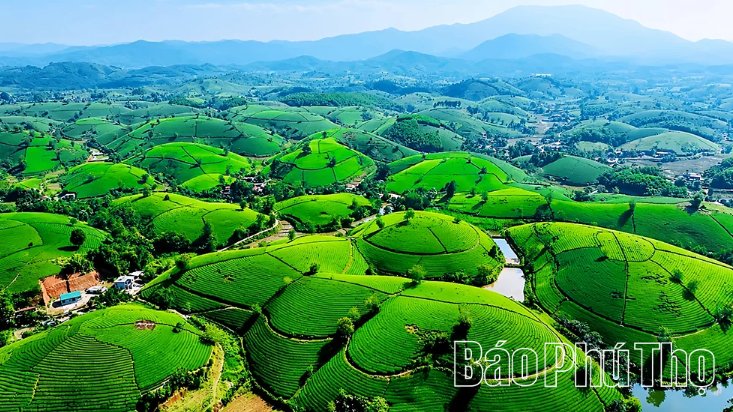 Đồi ch&egrave; Long Cốc vừa l&agrave; vựa nguy&ecirc;n liệu ch&egrave; chủ lực, vừa l&agrave; hệ sinh th&aacute;i du lịch xanh được mệnh danh l&agrave; &ldquo;vịnh Hạ Long v&ugrave;ng Trung du&rdquo;. (Ảnh: B&aacute;o Ph&uacute; Thọ)