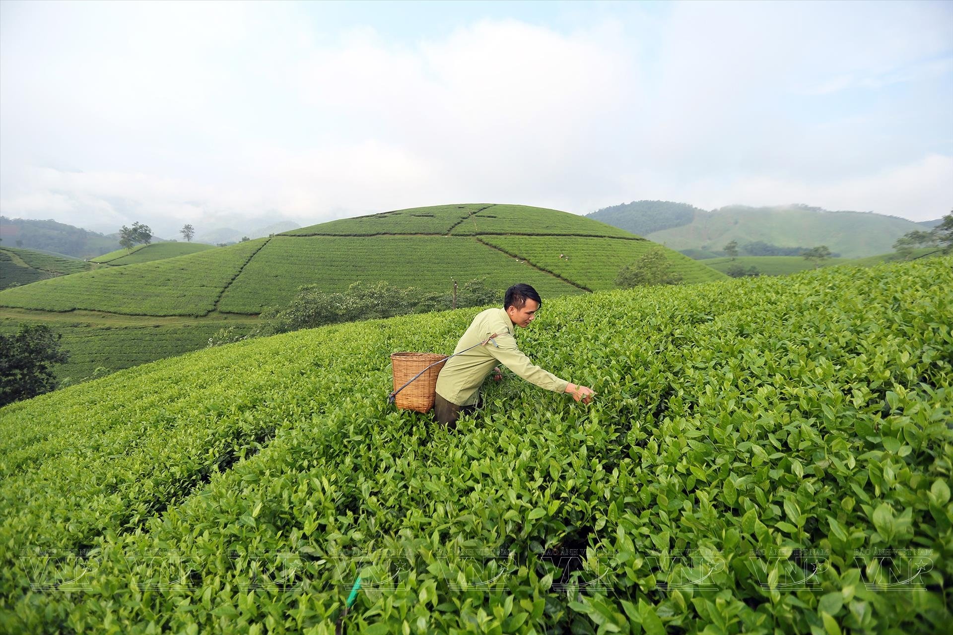 Ph&uacute; Thọ đang từng bước chuyển dịch cơ cấu ng&agrave;nh ch&egrave; theo hướng n&acirc;ng chất lượng v&agrave; gi&aacute; trị gia tăng. Ảnh minh hoạ (Internet)
