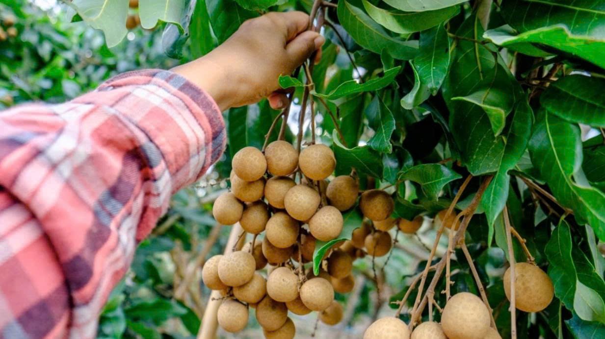 Nh&atilde;n l&agrave; một trong những nguồn cung cấp Vitamin C tự nhi&ecirc;n v&ocirc; c&ugrave;ng dồi d&agrave;o, gi&uacute;p k&iacute;ch th&iacute;ch sự sản sinh của c&aacute;c tế b&agrave;o bạch cầu. (Ảnh: VTC News)