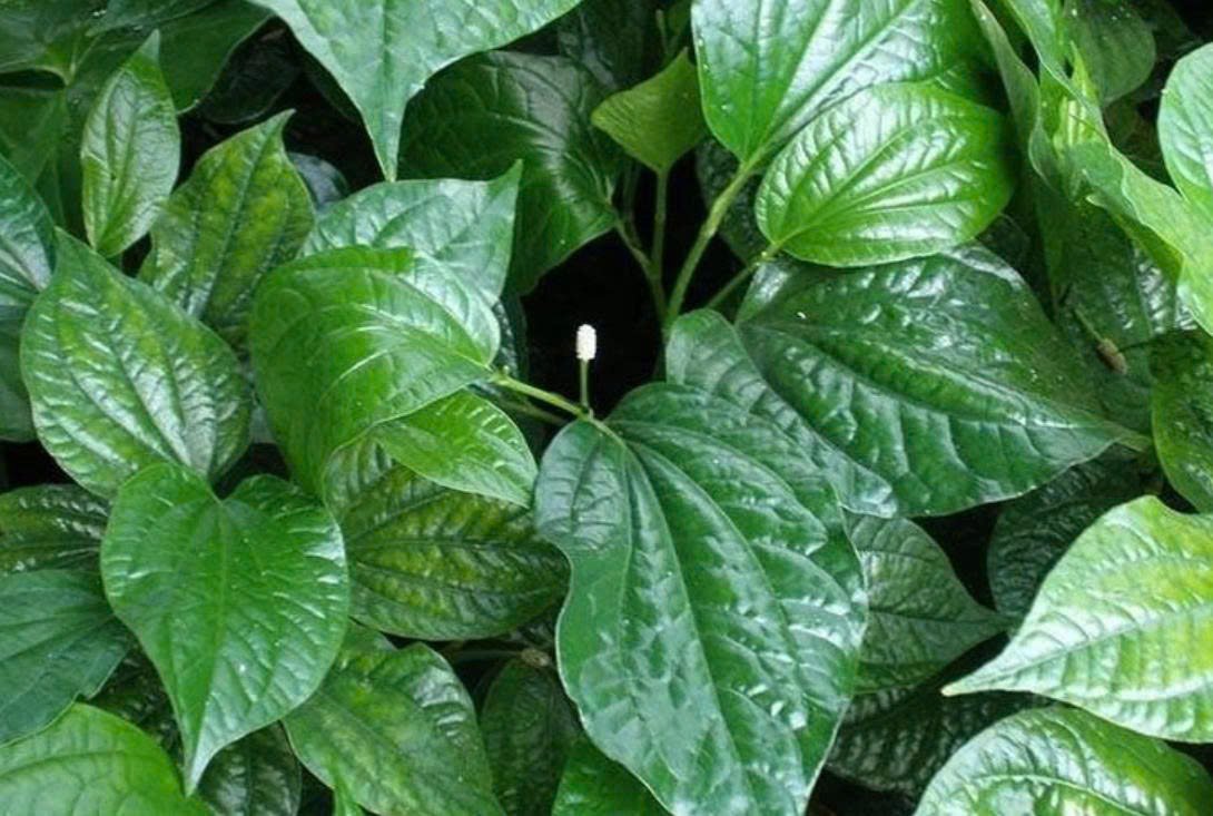 L&aacute; lốt chứa nhiều tinh dầu, alkaloid c&ugrave;ng c&aacute;c hợp chất chống oxy h&oacute;a mang lại v&ocirc; v&agrave;n lợi &iacute;ch cho sức khỏe. (Ảnh: VietNamNet)