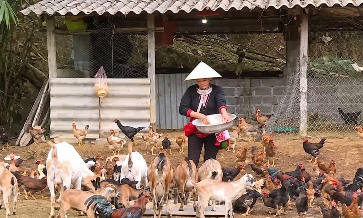 Hỗ trợ sinh kế, từng bước giảm nghèo bền vững vùng DTTS ở Phú Thọ. Hỗ trợ sinh kế, từng bước giảm nghèo bền vững vùng DTTS ở Phú Thọ.