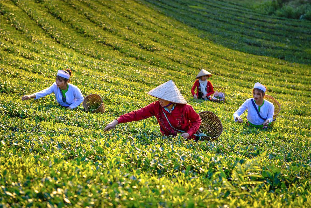 C&aacute;c sản phẩm n&ocirc;ng nghiệp, trong đ&oacute; c&oacute; ch&egrave;, tiếp tục duy tr&igrave; thị trường xuất khẩu ổn định. Ảnh minh hoạ (Internet)