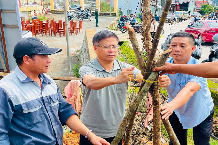&Ocirc;ng Trần Ph&uacute; Vinh - b&iacute; thư Đảng ủy, chủ tịch HĐND x&atilde; (ở giữa) tham gia trồng c&acirc;y hoa Mai Anh Đ&agrave;o.