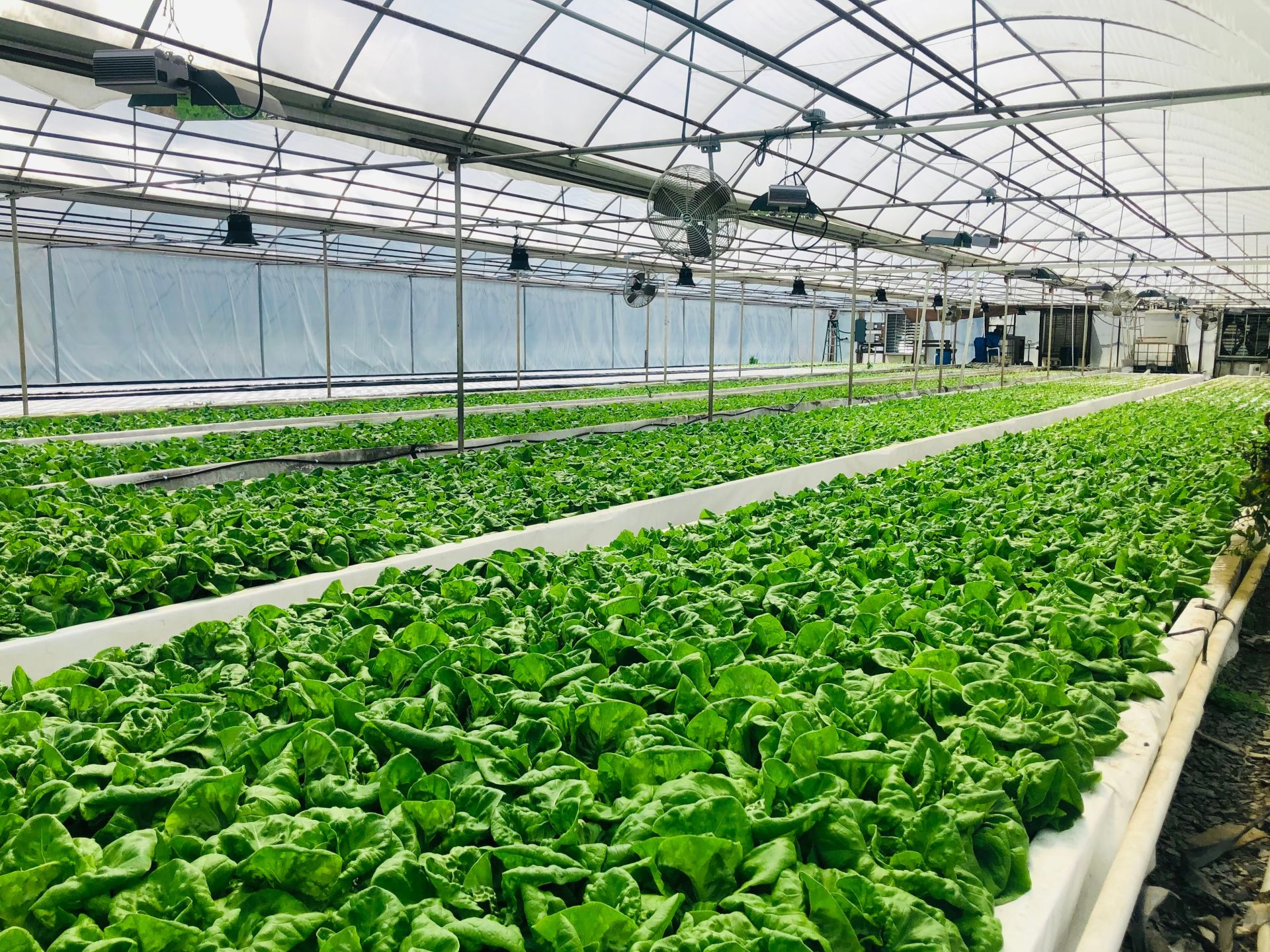M&ocirc; h&igrave;nh sản xuất rau thủy canh trong nh&agrave; k&iacute;nh ứng dụng c&ocirc;ng nghệ cao.