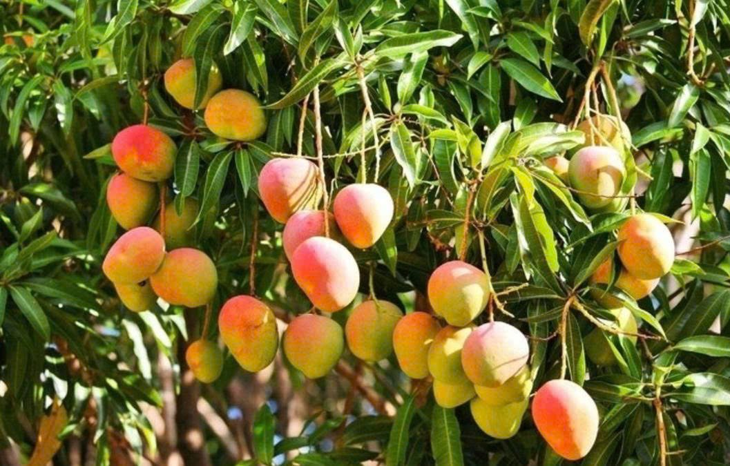 Quả xo&agrave;i chứa đựng v&ocirc; v&agrave;n dưỡng chất v&agrave;ng mang lại nhiều c&ocirc;ng dụng tuyệt vời cho cơ thể. (Ảnh: VTC News)