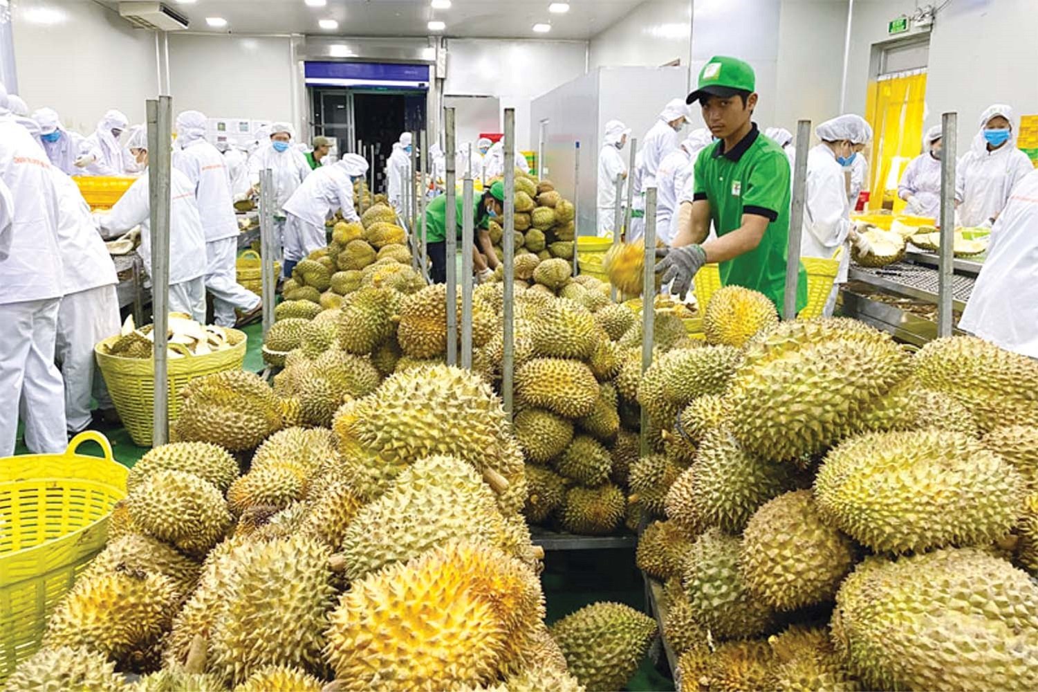 Việt Nam trở th&agrave;nh nguồn cung rau quả lớn thứ ba ở thị trường Trung Quốc nhờ tăng trưởng vượt bậc từ xuất khẩu sầu ri&ecirc;ng