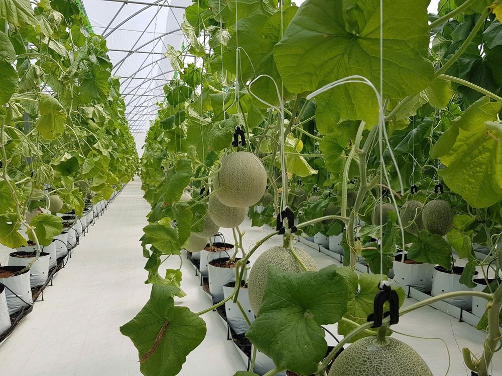 H&agrave; Nội đẩy mạnh ứng dụng dữ liệu số v&agrave; truy xuất nguồn gốc nhằm chuyển quản l&yacute; an to&agrave;n thực phẩm từ hậu kiểm sang chủ động ph&ograve;ng ngừa. Ảnh: chinhphu.vn