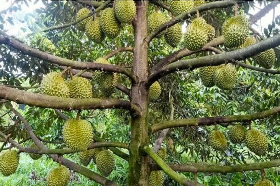 Sầu ri&ecirc;ng L&acirc;m Đồng &ndash; sản phẩm c&oacute; gi&aacute; trị xuất khẩu cao.