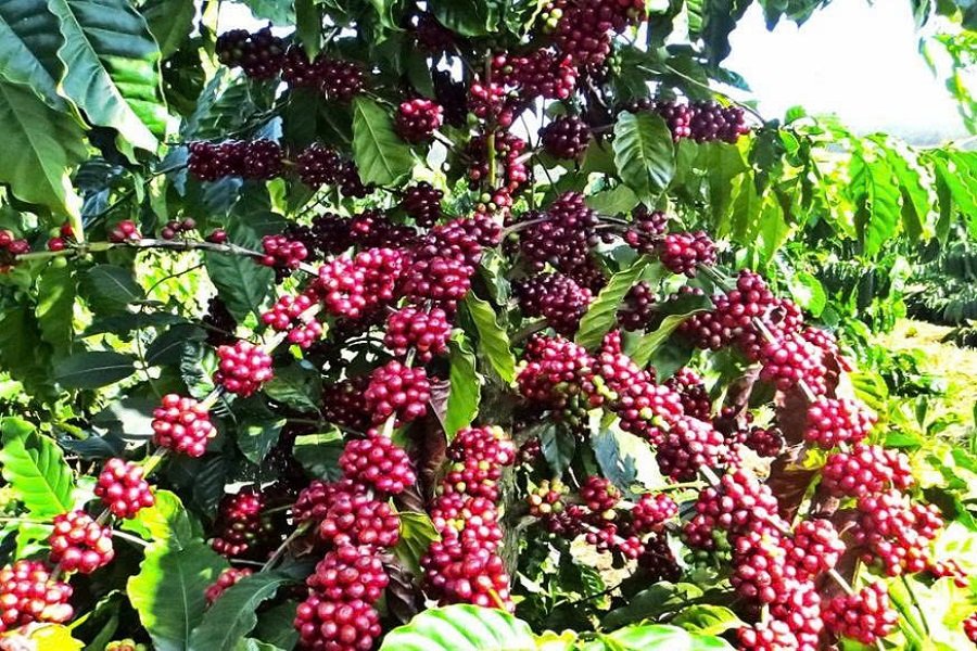 V&ugrave;ng c&agrave; ph&ecirc; L&acirc;m Đồng &ndash; một trong những n&ocirc;ng sản chủ lực. (Ảnh: P.H)