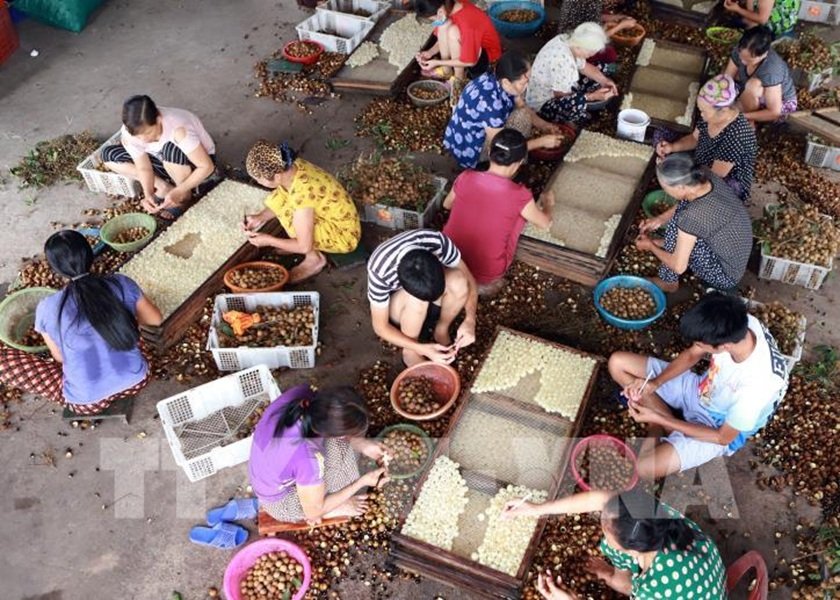 C&aacute;c cơ sở chế biến long nh&atilde;n