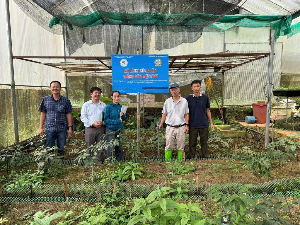 M&ocirc; h&igrave;nh trồng s&acirc;m Việt Nam tại x&atilde; Mường La.