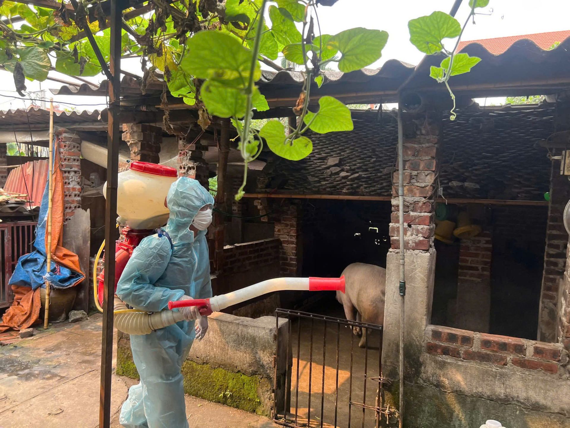 Phun khử tr&ugrave;ng, ti&ecirc;u độc m&ocirc;i trường chăn nu&ocirc;i, chủ động ph&ograve;ng dịch bệnh tr&ecirc;n đ&agrave;n vật nu&ocirc;i.